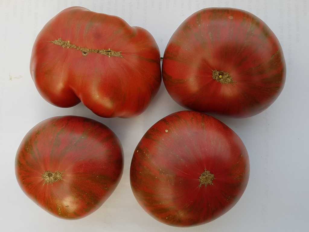 Dwarf Fred's Tie Dye